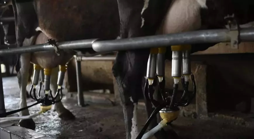 Türkiye’de Süt Üretiminde Artış: Haziranda 934 Bin Ton İnek Sütü Toplandı
