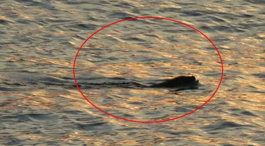 Karadeniz’de Su Samurları Görüldü: Vatandaşlar Tedirgin, Uzmanlardan Açıklama