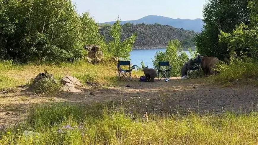 Bitlis’te Nemrut Krater Gölü’nde Ayı Saldırısı: Bebeğiyle Gezen Vatandaş Korku Dolu Anlar Yaşadı