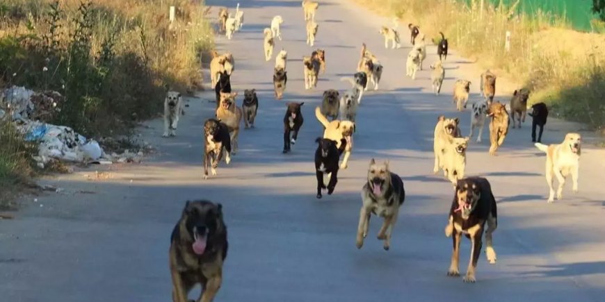 İzmir Menderes’te Yürüyüş Yapan Kadın Sahipsiz Köpeklerin Saldırısı Sonrası Otomobilin Çarpmasıyla Hayatını Kaybetti