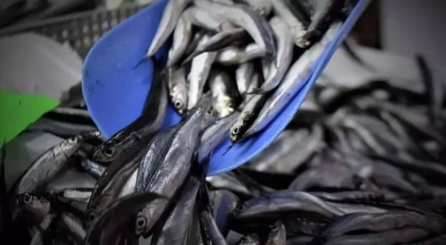 Erdek’te Balıkçılar 1 Eylül Sezonu İçin Hazırlıklarını Tamamlıyor