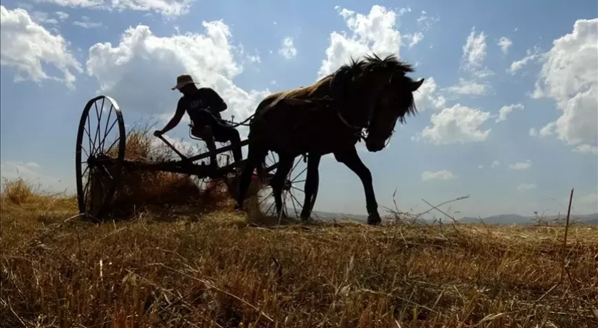 Kars’ta Çiftçiler Son Buğday Hasadını Yapıyor