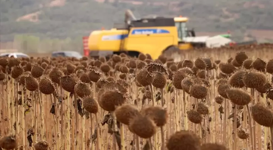 Tekirdağ’da Anıza Ekimle Ayçiçeğinde Verim Artışı Çiftçiyi Sevindirdi