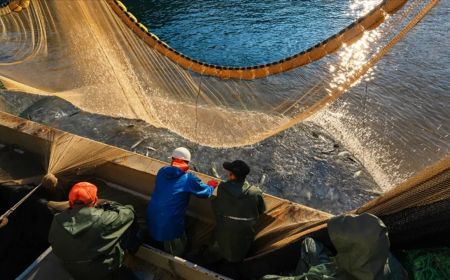 İstanbul’da Balıkçılık Sezonu Açıldı: İlk Ağlar Denize Bırakıldı