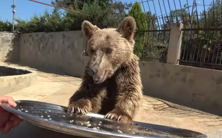 Çekmeköy’ün Sevilen Ayısı Okan Taburcu Edildi