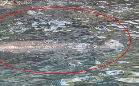 Fethiye’de Nesli Tükenme Tehlikesindeki Akdeniz Foku Görüntülendi