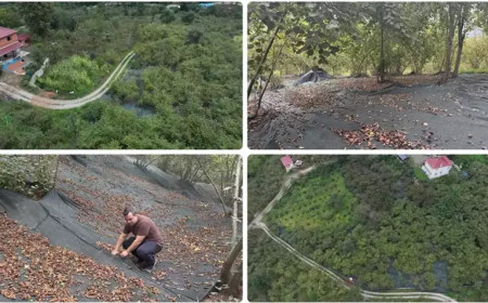 Trabzon’da Fındık Hasadında File Örtü Dönemi: İşçilik Yüzde 80 Azaldı