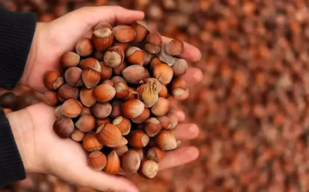 Fındık İhracatında Gelir Düştü: Ocak-Ağustos Döneminde 1,46 Milyar Dolar