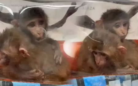 Habur Gümrük Kapısı’nda Kaçakçılık Operasyonu: 3 Şahin ve 2 Makak Maymunu Ele Geçirildi