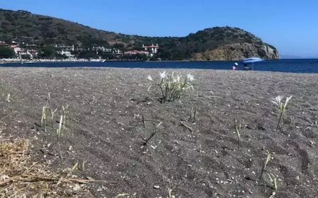 Datça’da Kum Zambağı Koparmanın Cezası 557 Bin TL