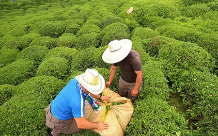 ÇAYKUR’dan Üreticilere Uyarı: “Hasadı Hızlandırmak Kapasiteyi Zorlayabilir”