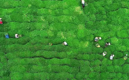 ÇAYKUR, Su Verimliliği Belgesi İçin Hazırlıklara Başladı