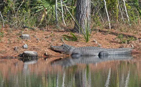 Hindistan’da Timsah Saldırısı: 15 Yaşındaki Kız Çocuğu Nehirde Hayatını Kaybetti
