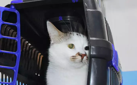 Sivas’a Taşınan Kedi Paşa, Antidepresan Tedavisiyle Sağlığına Kavuştu