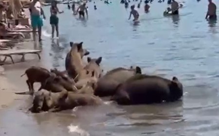 Bartın İnkumu’nda Yaban Domuzları Sahile İndi, Denize Girip Su İçtiler