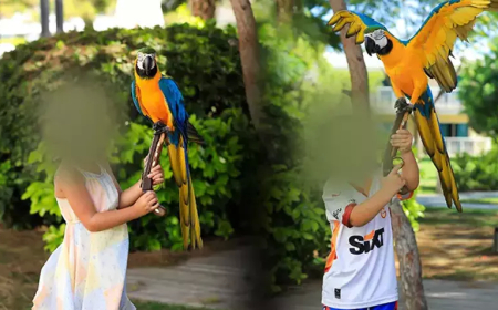 Antalya’da Papağanla Fotoğraf Çekimi Yasaklandı, Sektör 3-6 Milyon Euro Zararda