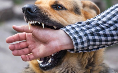 Türkiye’de kuduz riski artıyor: 2024’te 470 bini aşkın temas tespit edildi