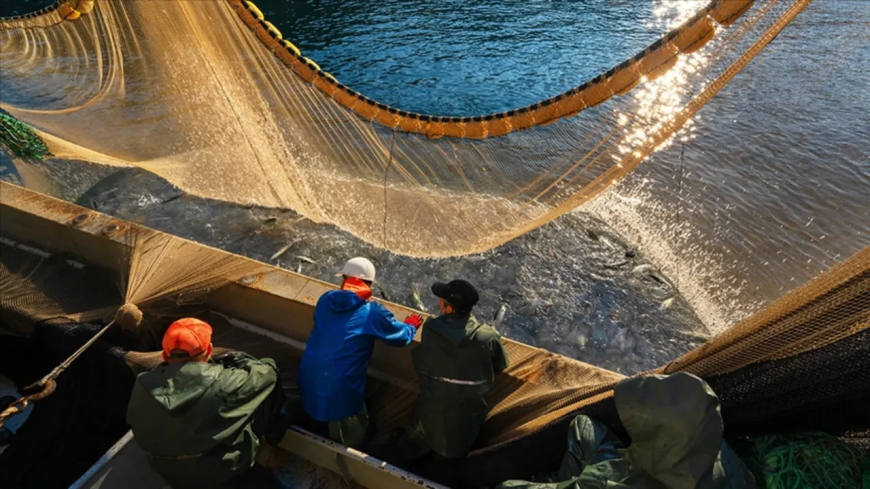 İstanbul’da Balıkçılık Sezonu Açıldı: İlk Ağlar Denize Bırakıldı