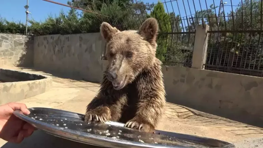 Çekmeköy’ün Sevilen Ayısı Okan Taburcu Edildi