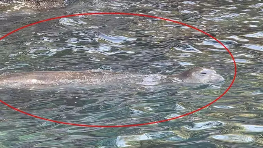 Fethiye’de Nesli Tükenme Tehlikesindeki Akdeniz Foku Görüntülendi