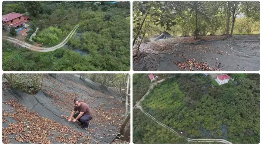Trabzon’da Fındık Hasadında File Örtü Dönemi: İşçilik Yüzde 80 Azaldı