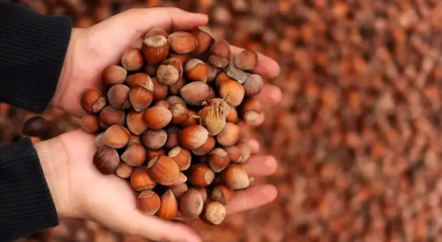 Fındık İhracatında Gelir Düştü: Ocak-Ağustos Döneminde 1,46 Milyar Dolar