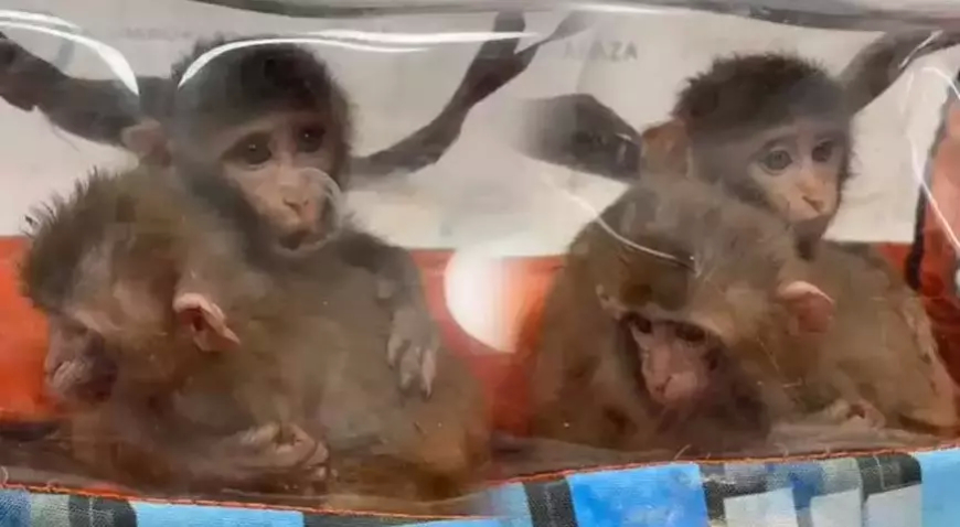 Habur Gümrük Kapısı’nda Kaçakçılık Operasyonu: 3 Şahin ve 2 Makak Maymunu Ele Geçirildi