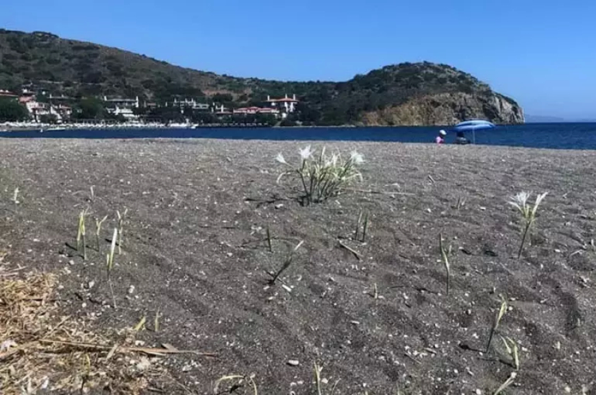 Datça’da Kum Zambağı Koparmanın Cezası 557 Bin TL