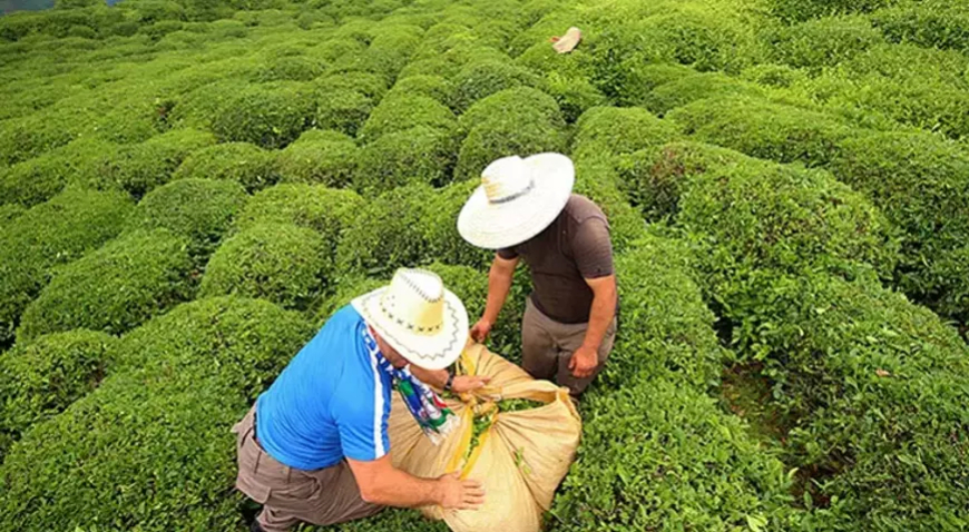 ÇAYKUR’dan Üreticilere Uyarı: “Hasadı Hızlandırmak Kapasiteyi Zorlayabilir”