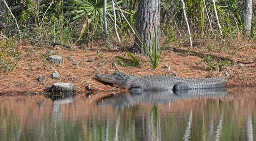 Hindistan’da Timsah Saldırısı: 15 Yaşındaki Kız Çocuğu Nehirde Hayatını Kaybetti