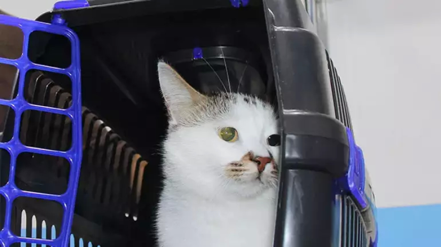 Sivas’a Taşınan Kedi Paşa, Antidepresan Tedavisiyle Sağlığına Kavuştu