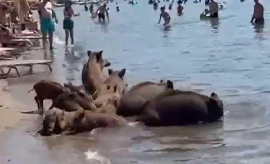 Bartın İnkumu’nda Yaban Domuzları Sahile İndi, Denize Girip Su İçtiler