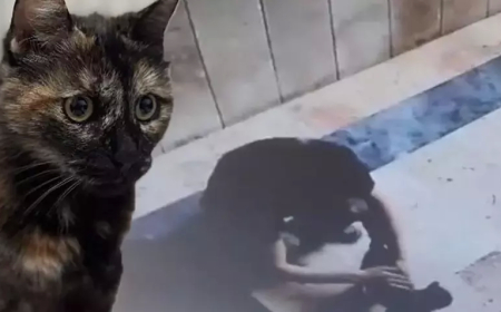 Başakşehir’de Kediye İşkence Eden Sanığa 3 Yıl 8 Ay Hapis