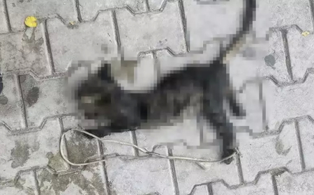 Bursa’da Ayakları Bağlı Ölü Yavru Kedi Bulundu