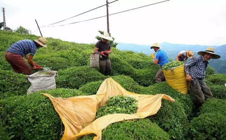 Türk Çayı İhracatında 9 Ayda Yüzde 24 Artış