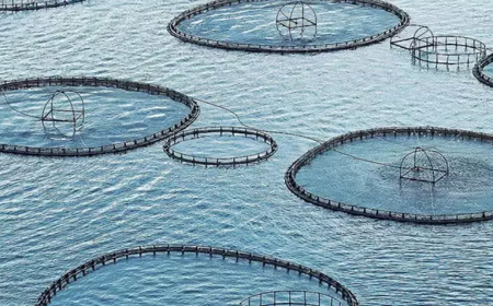 Muğla 9 Ayda 545 Milyon Dolarlık Su Ürünleri İhracatı Yaptı