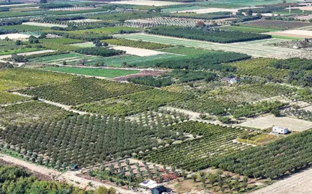 Ege’de Kuraklık Sonrası Yağmur Umut Oldu: “Zeytine İlaç, Toprağa Can Gibi Geldi”