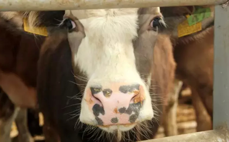 Denizli’de Şap Hastalığı Nedeniyle 17 Mahalle Karantinaya Alındı
