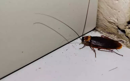 Hamam böceğini yakmak isterken apartmanı yaktı: 1 kişi hayatını kaybetti