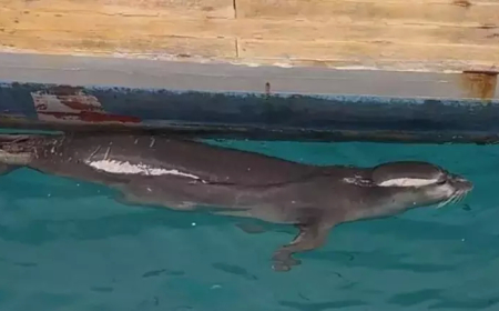 Bodrum’da denizcileri şaşırtan misafir: Akdeniz foku iskeleye geldi