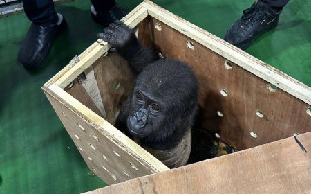 İstanbul Havalimanı’nda Ele Geçirilen Yavru Goril “Zeytin” Türkiye’de Kalacak