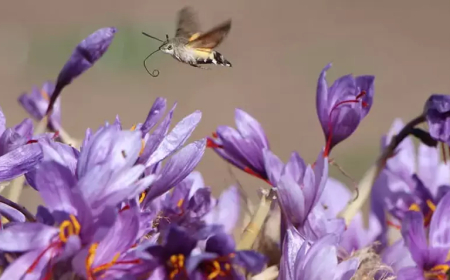 Amasya’da ‘Kırmızı Altın’ Safranın Gramı 500 TL’den Satılıyor