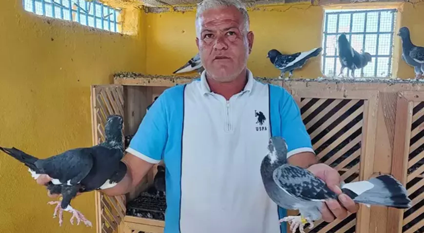 Kayıp Güvercinler İçin Ödül 100 Bin TL’ye Çıkarıldı
