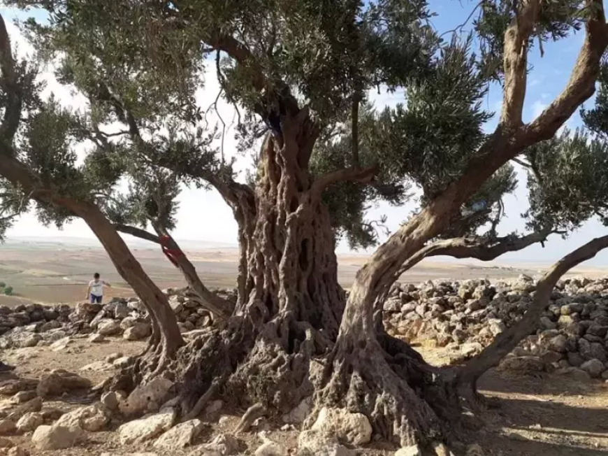 Cudi Dağı’ndaki Zeytin Ağaçları, Nuh’un Gemisi’nin Yerine Işık Tutuyor
