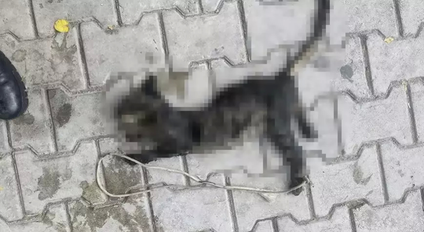 Bursa’da Ayakları Bağlı Ölü Yavru Kedi Bulundu