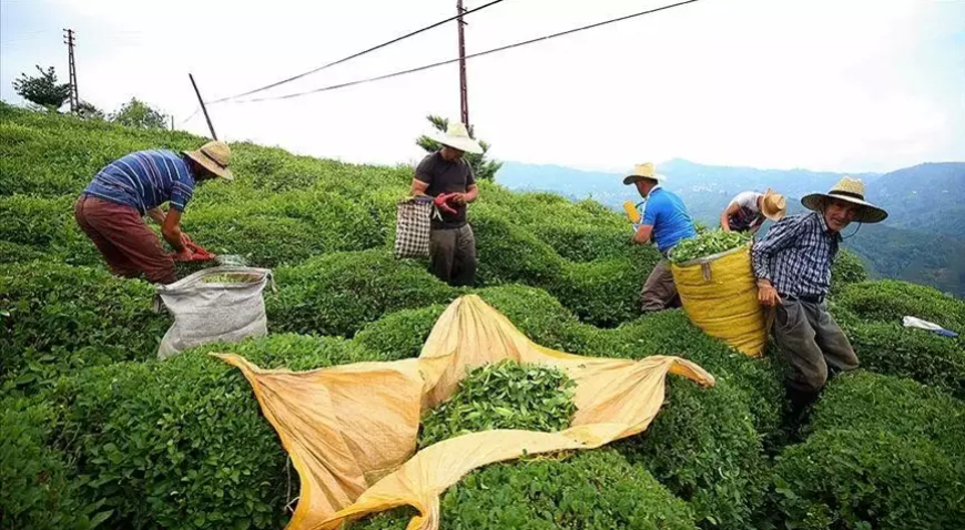 Türk Çayı İhracatında 9 Ayda Yüzde 24 Artış