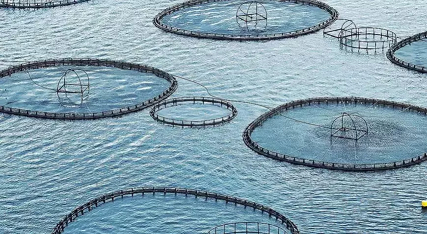 Muğla 9 Ayda 545 Milyon Dolarlık Su Ürünleri İhracatı Yaptı