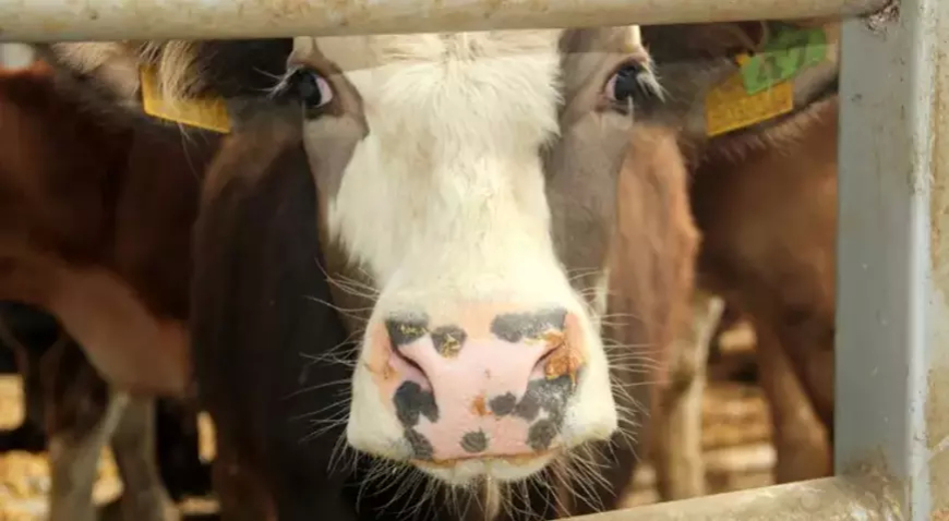 Denizli’de Şap Hastalığı Nedeniyle 17 Mahalle Karantinaya Alındı