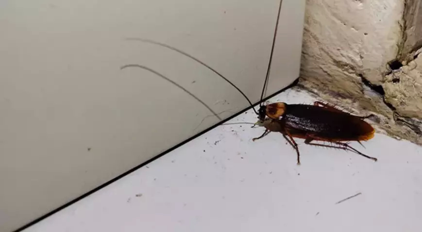 Hamam böceğini yakmak isterken apartmanı yaktı: 1 kişi hayatını kaybetti