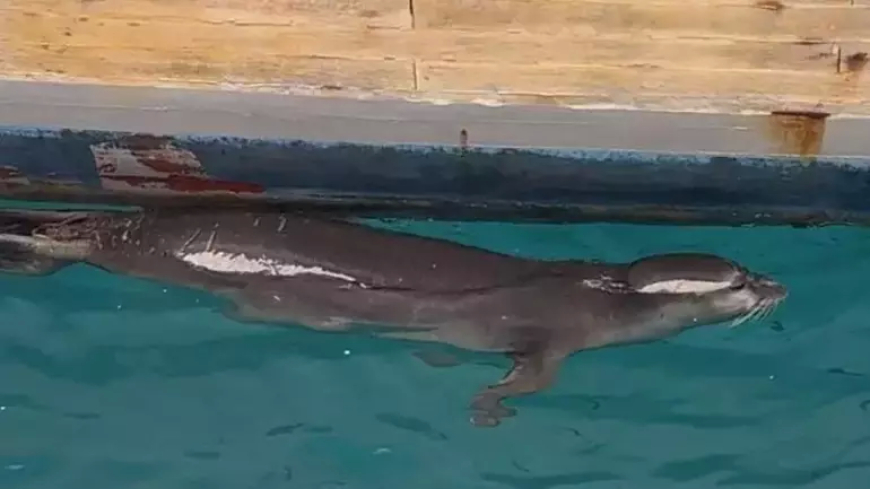 Bodrum’da denizcileri şaşırtan misafir: Akdeniz foku iskeleye geldi